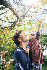 Image showing Backyard, girl and father bonding in fall nature, trees and garden in autumn or child, reaching leaf and branch. Young parent, little kid and happy together in green, outdoor and natural environment