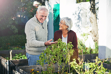 Image showing Senior couple gardening in backyard, plants and happiness outdoor with nature and sustainability. Elderly man with woman together in garden during retirement, eco friendly with botany and environment