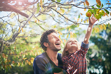 Image showing Father with girl child picking from apple tree in garden, happy outdoor with love and family together in orchard. Man spending quality time with young daughter on farm, fruit and happiness in nature