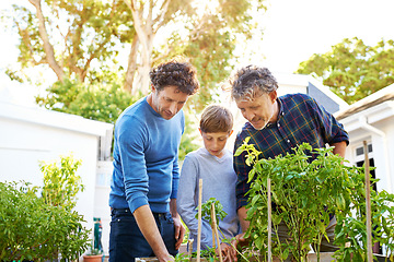 Image showing Family, generations and helping in garden in backyard with grandfather, father and child with nature and plants. Bonding, love and care for men or boy outdoor with green fingers and gardening at home