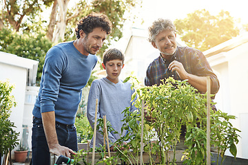 Image showing Men with boy working in garden in backyard with generations, grandfather with father and kid with plants. Sustainability, love and nature with family outdoor with green leaves and gardening at home