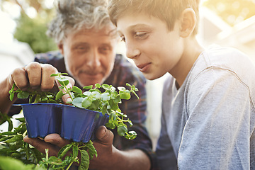 Image showing Senior man teaching child about plants in his garden for agriculture, sustainability or gardening. Nature, bonding and elderly male person checking herb leaves with boy kid in backyard at his home.