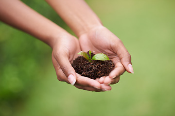 Image showing Soil in hands of woman, plant and ecology with growth of environment, nature and sustainability with life. Leaves, development and eco friendly, hope and new beginning or start with agriculture