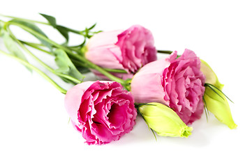 Image showing Isolated pink flowers