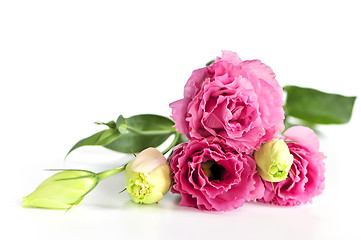 Image showing Isolated pink flowers