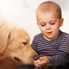 Image showing Golden retriever, child and feeding of a dog food from hand for love, care and development. Happy kid and calm animal pet eating and playing as friends with trust in a family home for wellness