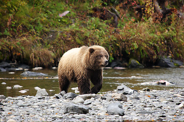 Image showing Bear approach