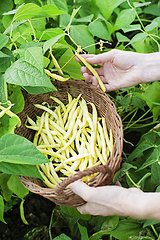 Image showing Yellow wax beans