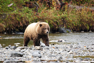 Image showing Bear approach