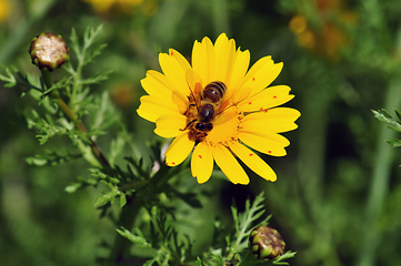 Image showing bee on wildflower