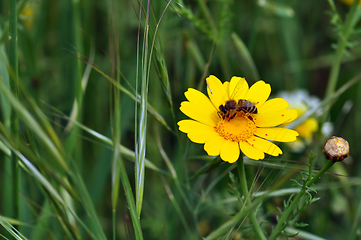 Image showing bee and red mites on wild flower