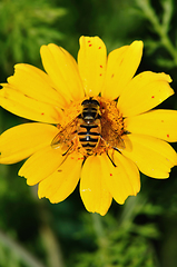 Image showing bee wings with pollen grains