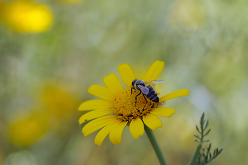 Image showing bee on yellow flower