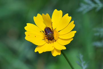 Image showing beetle on yellow flower