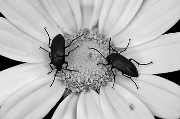 Image showing two beetles on a flower