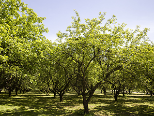 Image showing real nature