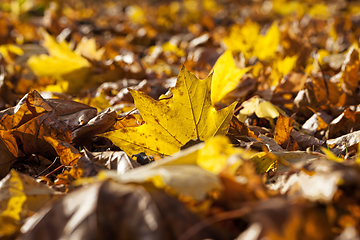 Image showing features of autumn weather