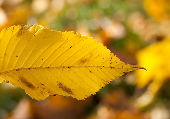 Image showing autumn nature