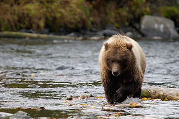 Image showing Bear approach