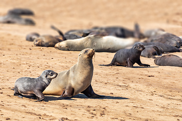 Image showing colony of brown seal in Cape Cross, Namibia