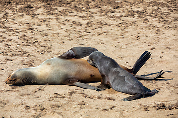 Image showing colony of brown seal in Cape Cross, Namibia