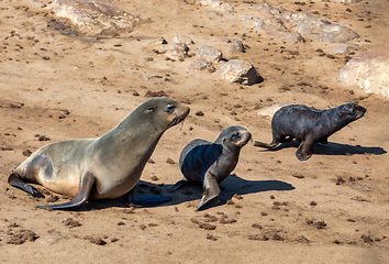 Image showing colony of brown seal in Cape Cross, Namibia