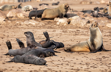 Image showing colony of brown seal in Cape Cross, Namibia