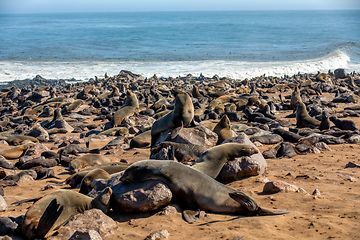 Image showing colony of brown seal in Cape Cross, Namibia