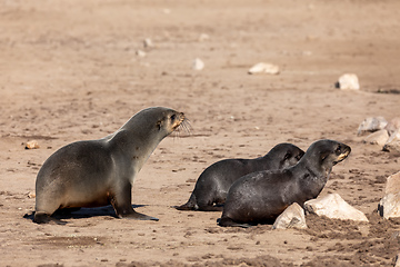 Image showing colony of brown seal in Cape Cross, Namibia