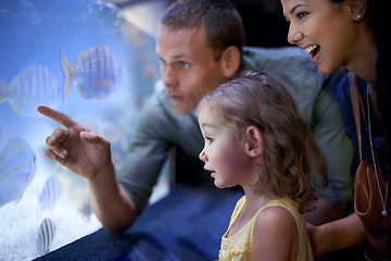 Image showing Family, aquarium and girl looking at fish for learning, curiosity and knowledge, education and bonding. Mother, oceanarium and happy child with father watching marine life underwater in fishtank.