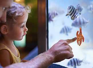 Image showing Father, aquarium and girl pointing at starfish for learning, curiosity or knowledge, bonding and nature. Dad, fishtank and kid watching marine animals swim underwater in oceanarium for education.