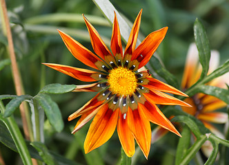 Image showing Gazania