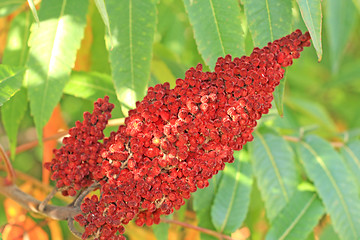 Image showing Red sumac