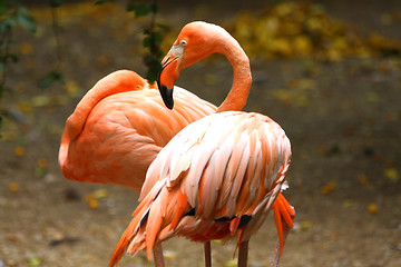 Image showing Flamingo