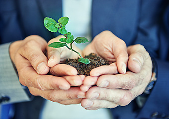 Image showing Hands, business people or team with plant, seedling or together for support, helping hand and trust in office. Men, women and sustainable startup with soil, solidarity and teamwork for development