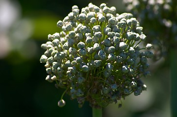 Image showing Flowering onion