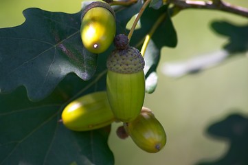 Image showing Acorns