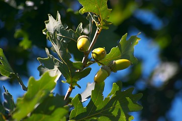 Image showing Acorns