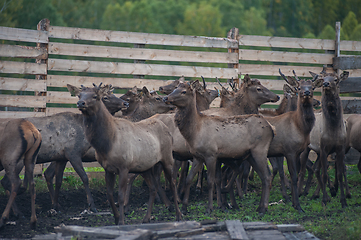 Image showing marals on farm in Altay