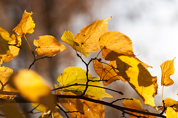 Image showing autumn yellow foliage