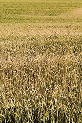 Image showing yellowing wheat in summer