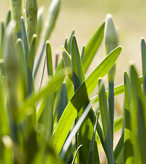 Image showing fresh green foliage of grass