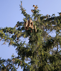 Image showing green needles on the fir