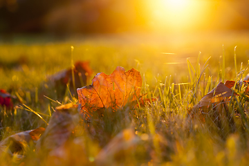 Image showing Sunny weather