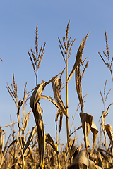 Image showing dry dark yellow corn