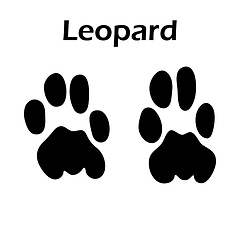 Image showing Leopard Footprint