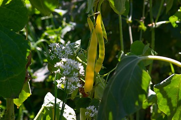 Image showing Haricot bean