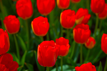 Image showing colorful tulips field