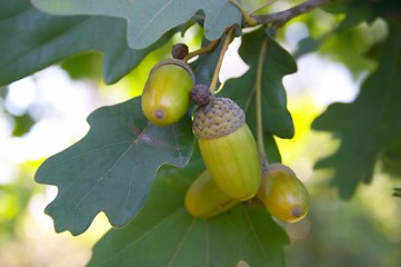 Image showing Acorns