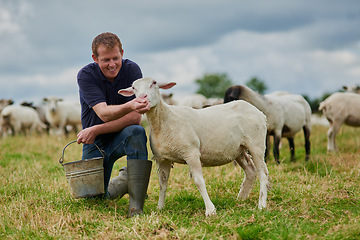 Image showing Farm, sheep and feeding with man in field for agriculture, sustainability and animal care. Labor, ecology and summer with male farmer in countryside meadow for cattle, livestock and lamb pasture